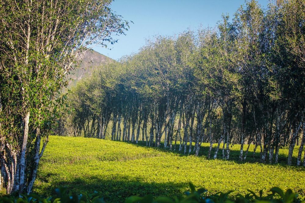 Hatale Tea Estate Bungalow Madulkele Екстер'єр фото