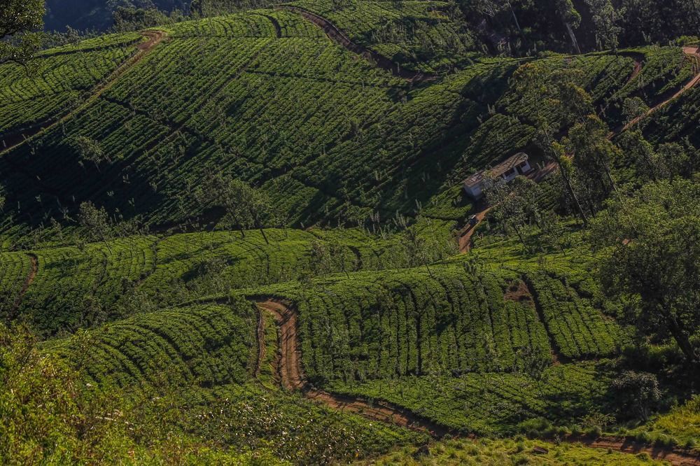 Hatale Tea Estate Bungalow Madulkele Екстер'єр фото